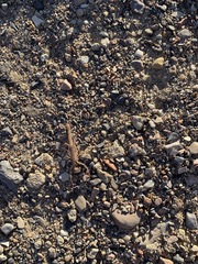 Stahnkeus deserticola