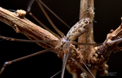 Smeringopus natalensis