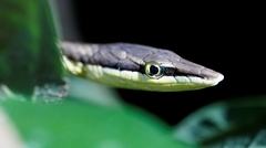 Oxybelis rutherfordi