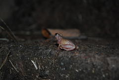 Exerodonta smaragdina