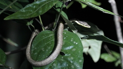 Oxybelis rutherfordi