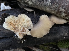 Hohenbuehelia auriscalpium
