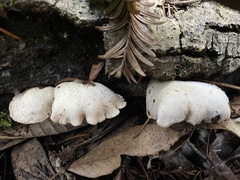 Hohenbuehelia auriscalpium