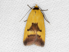 Ageletha hemiteles