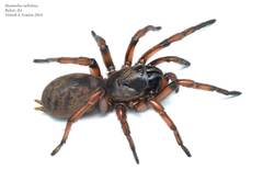 Stanwellia nebulosa