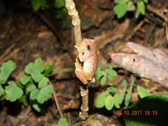 Exerodonta smaragdina