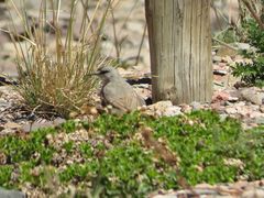 Muscisaxicola frontalis