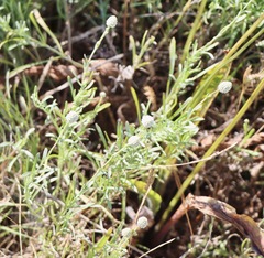 Calocephalus lacteus