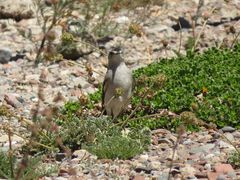 Muscisaxicola frontalis