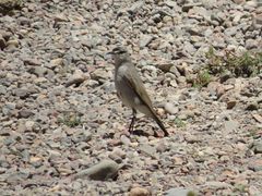 Muscisaxicola frontalis