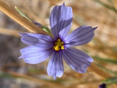 Sisyrinchium funereum