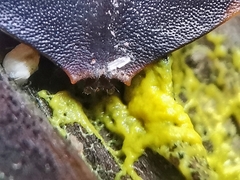 Platerodrilus ruficollis