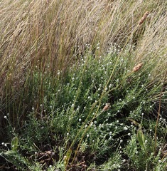 Calocephalus lacteus