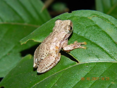 Exerodonta smaragdina