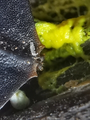 Platerodrilus ruficollis