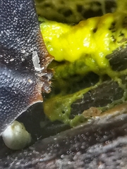 Platerodrilus ruficollis