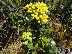 Monticalia andicola