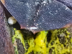 Platerodrilus ruficollis