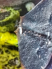 Platerodrilus ruficollis