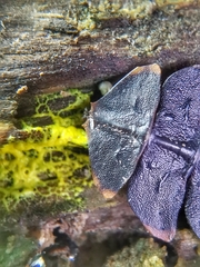 Platerodrilus ruficollis