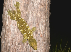 Rhacodactylus leachianus