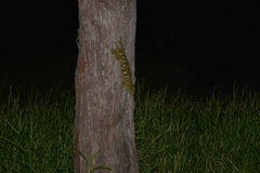 Rhacodactylus leachianus