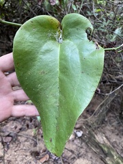 Smilax coriacea
