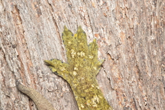 Rhacodactylus leachianus