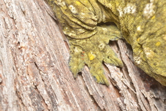 Rhacodactylus leachianus