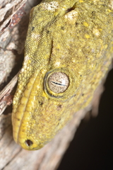 Rhacodactylus leachianus