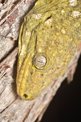 Rhacodactylus leachianus