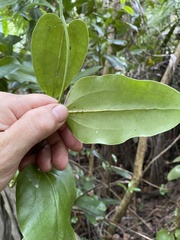Smilax coriacea