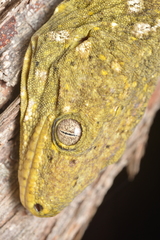 Rhacodactylus leachianus