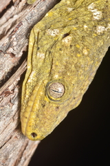 Rhacodactylus leachianus