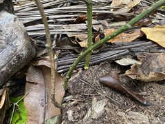 Smilax coriacea
