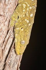 Rhacodactylus leachianus