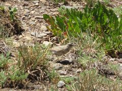 Muscisaxicola frontalis