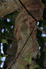 Rhacodactylus leachianus