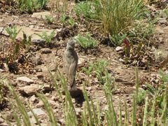 Muscisaxicola frontalis