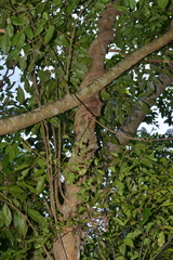 Rhacodactylus leachianus