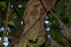 Rhacodactylus leachianus