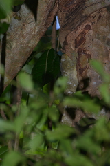 Rhacodactylus leachianus