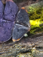 Platerodrilus ruficollis