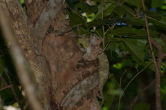 Rhacodactylus leachianus