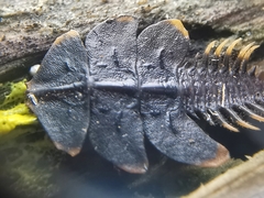 Platerodrilus ruficollis