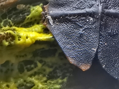 Platerodrilus ruficollis