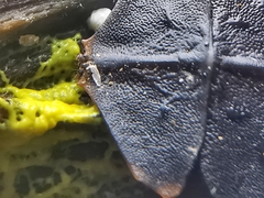 Platerodrilus ruficollis