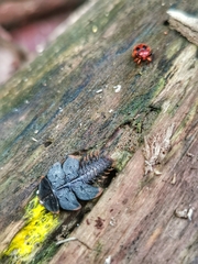 Platerodrilus ruficollis