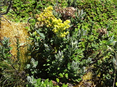 Monticalia andicola