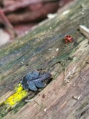 Platerodrilus ruficollis